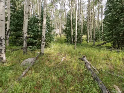 a view of a forest with trees in the background