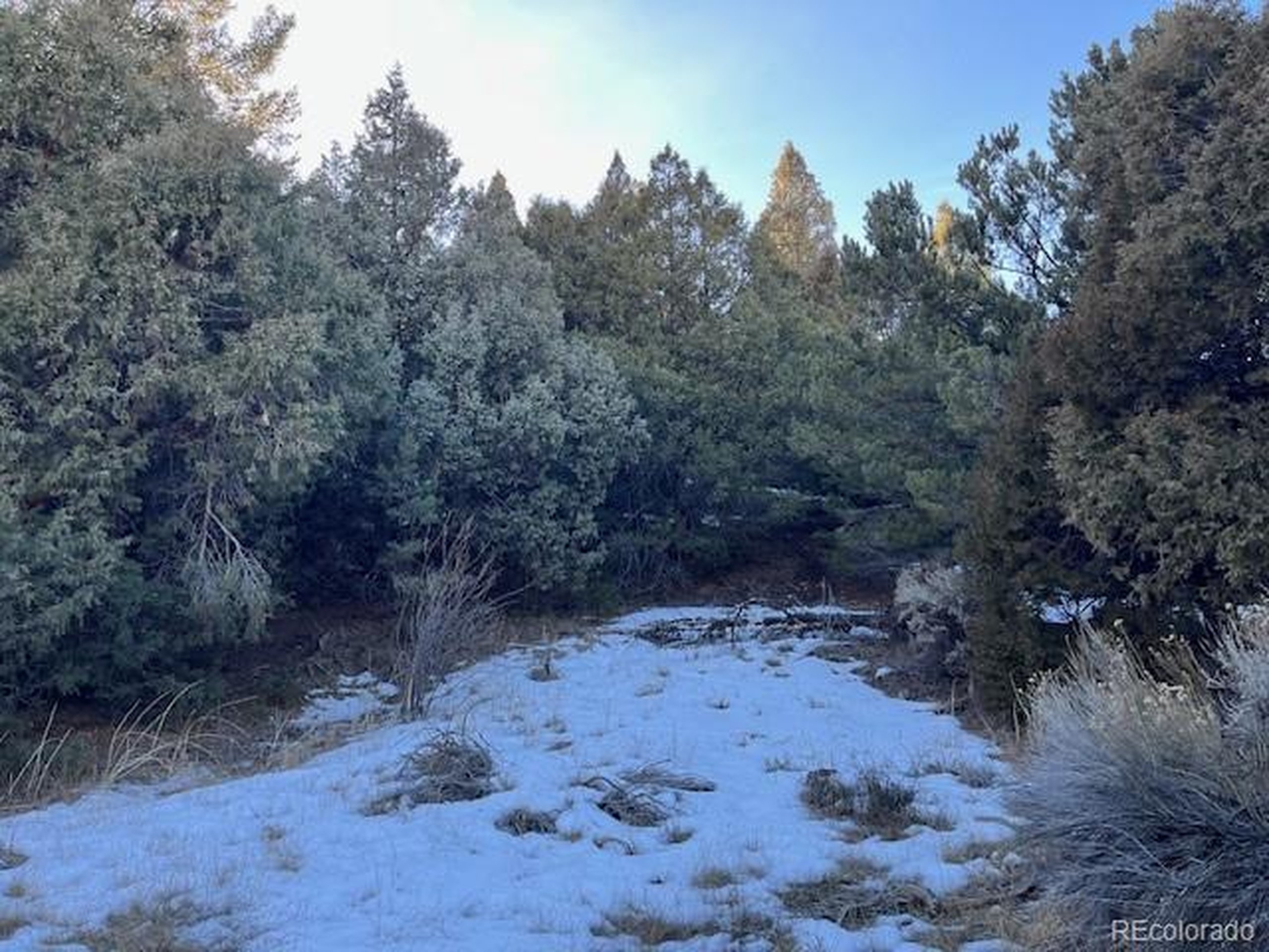 6016 Forbes Road San Luis, CO 81152 - Photo 16 of 20 a view of a dry forest with trees in the background