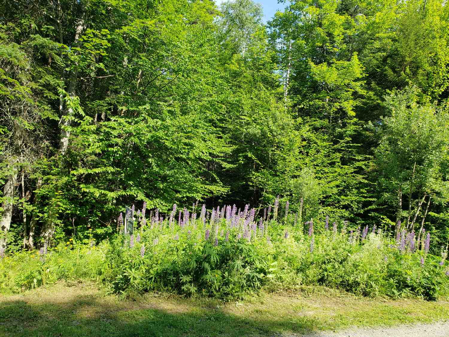0 Balancing Rock Road Franconia, NH 03580 - Photo 8 of 39 Gallery Image 8