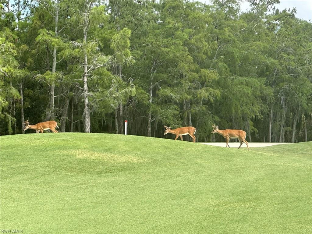 3715 Buttonwood Way, Unit 1711 Naples, FL 34112 - Photo 28 of 40 3 bucks coming by
