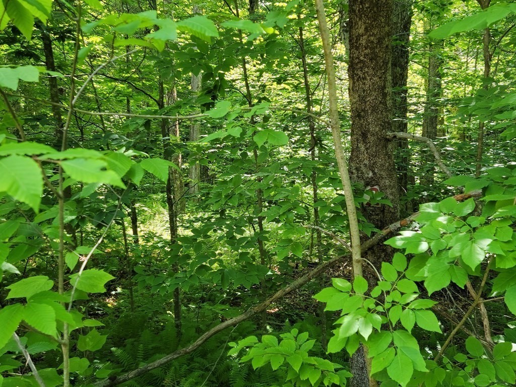 0 Thicket Road Tolland, MA 01034 - Photo 6 of 13 Gallery Image 6