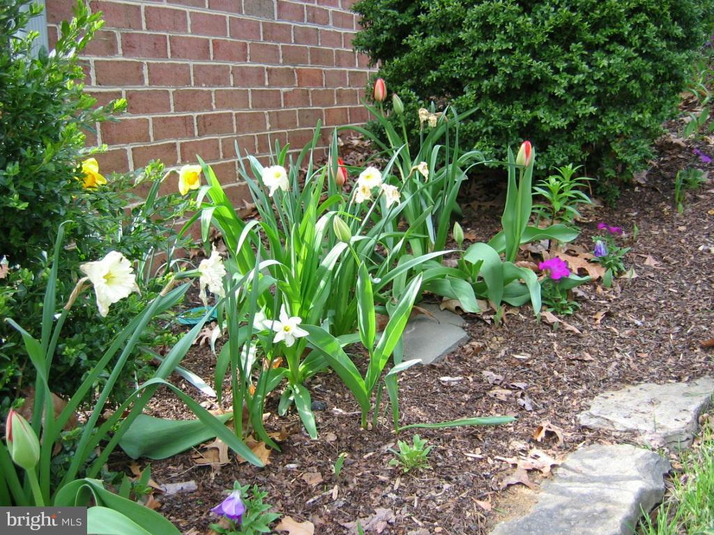 12467 Henderson Road Clifton, VA 20124 - Photo 28 of 30 Spring Blooms