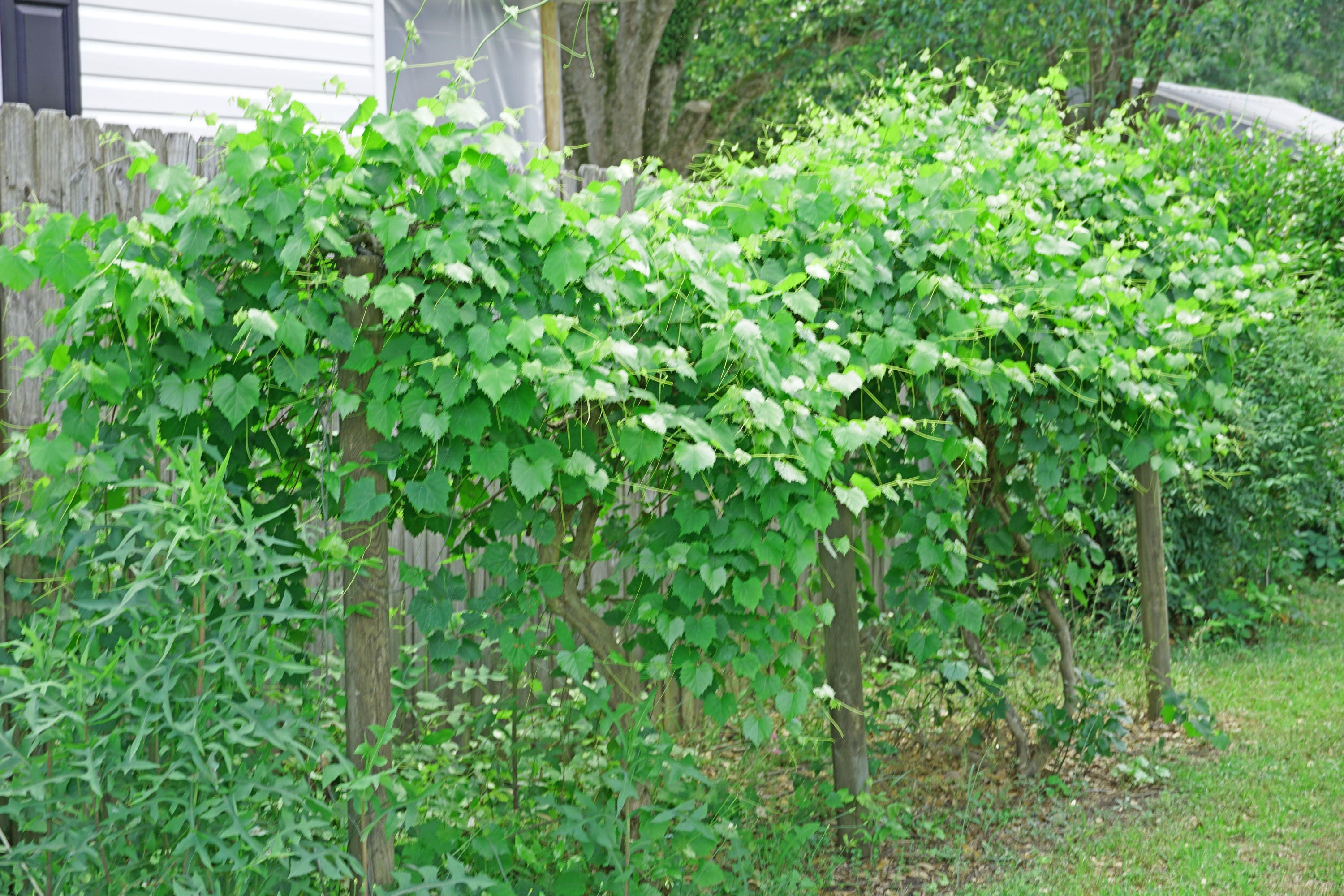 595 Dantzler Street Elloree, SC 29047 - Photo 30 of 36 D grape vine