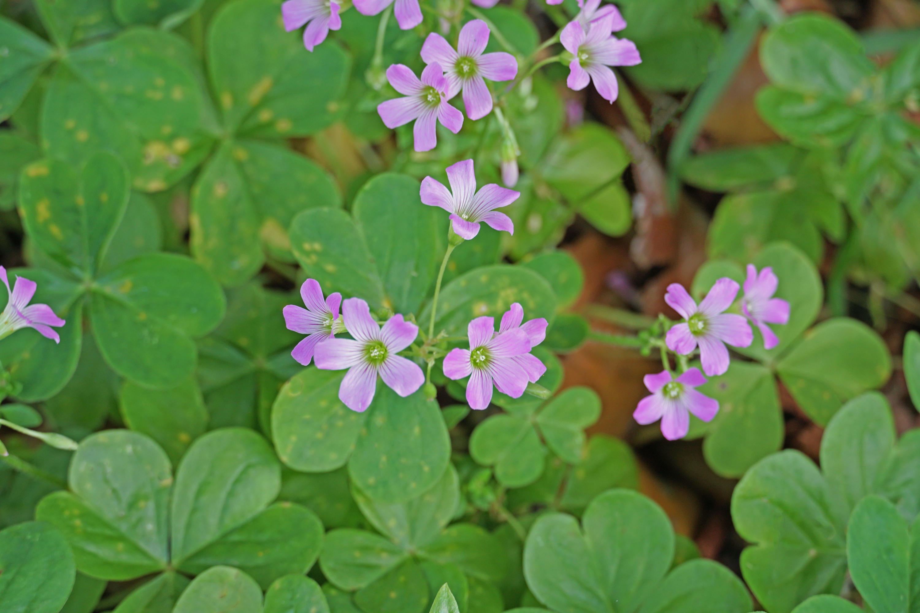 595 Dantzler Street Elloree, SC 29047 - Photo 34 of 36 D purple flower