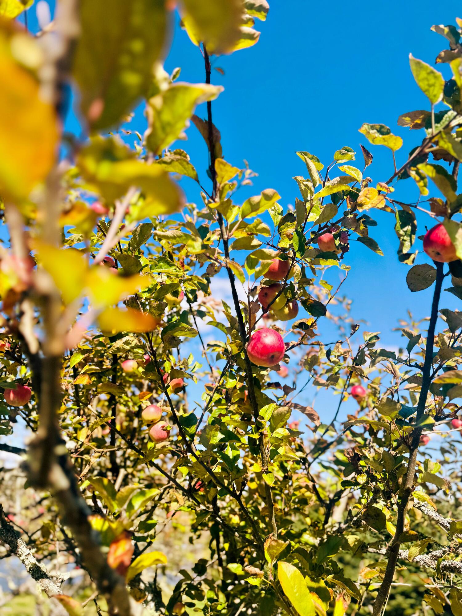 90 Johnson Cove Road Roque Bluffs, ME 04654 - Photo 179 of 185 lc batc lch_IMG_8324