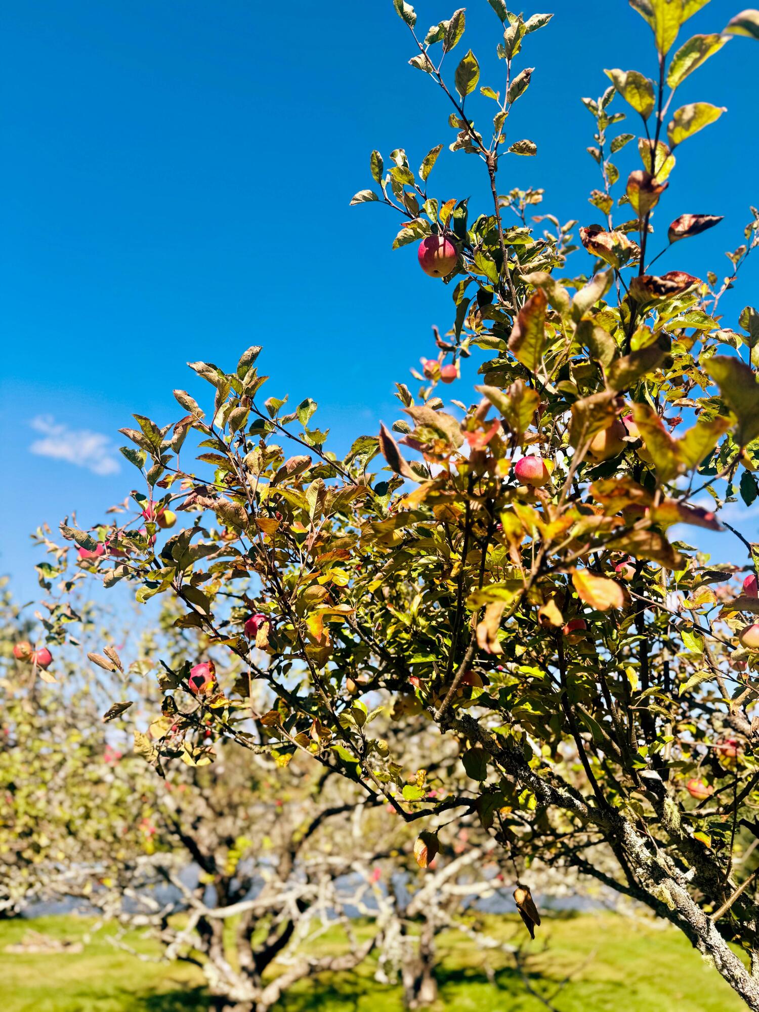 90 Johnson Cove Road Roque Bluffs, ME 04654 - Photo 180 of 185 lc batc lch_IMG_8323