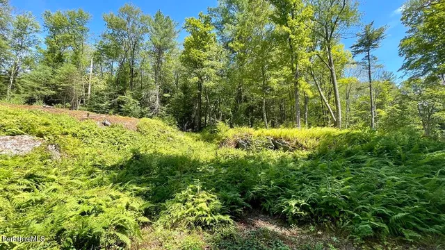 a view of a garden with plants and large trees