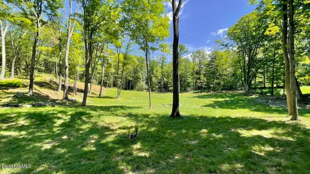 a view of a park with a tree