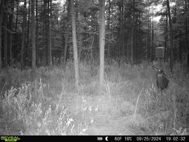 Bogus Road Deerbrook, WI 54424 - Photo 8 of 78