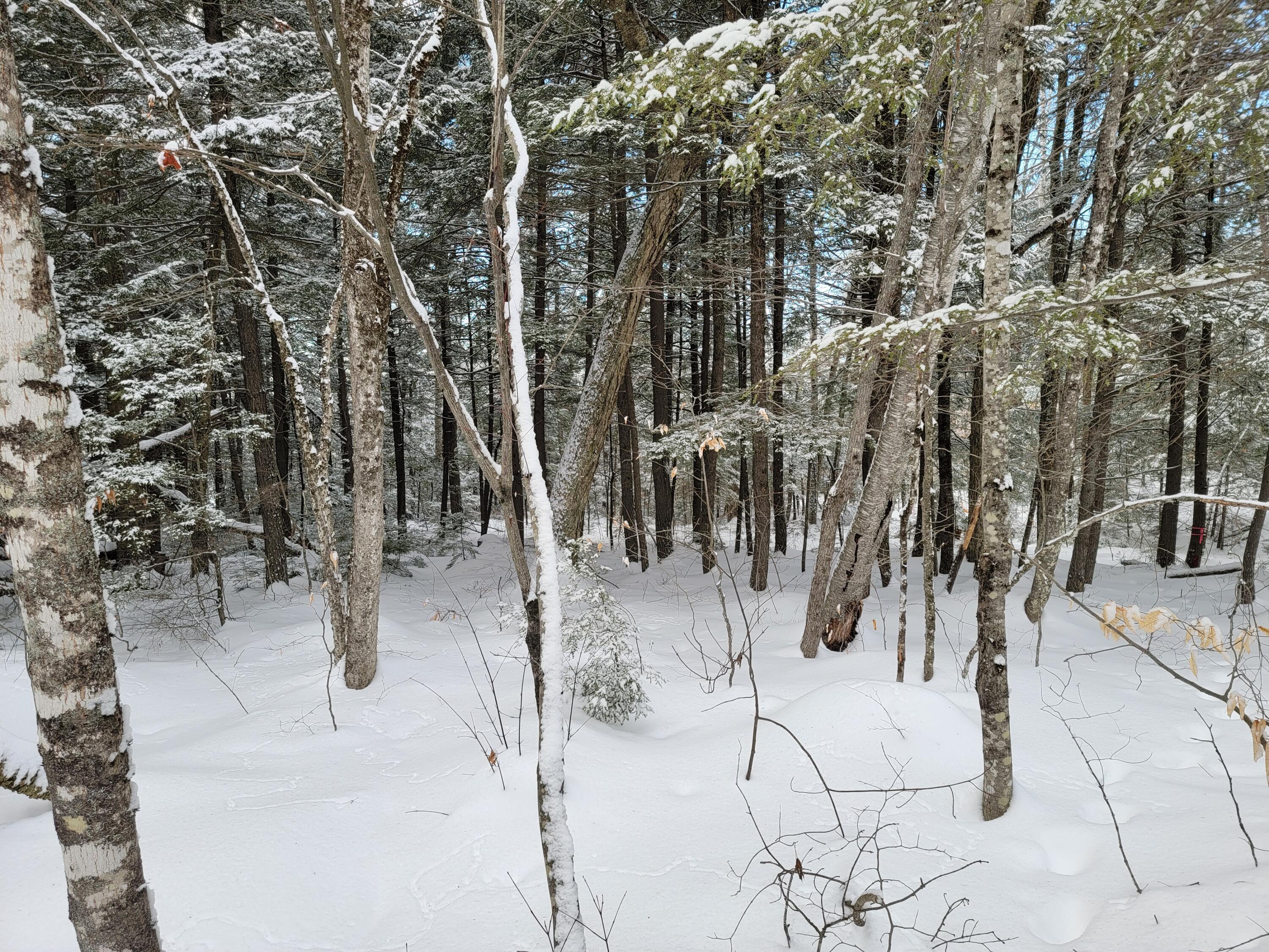 0 Railroadbed Rd Lake View Milo, ME 04463 - Photo 23 of 68 20220125_143052