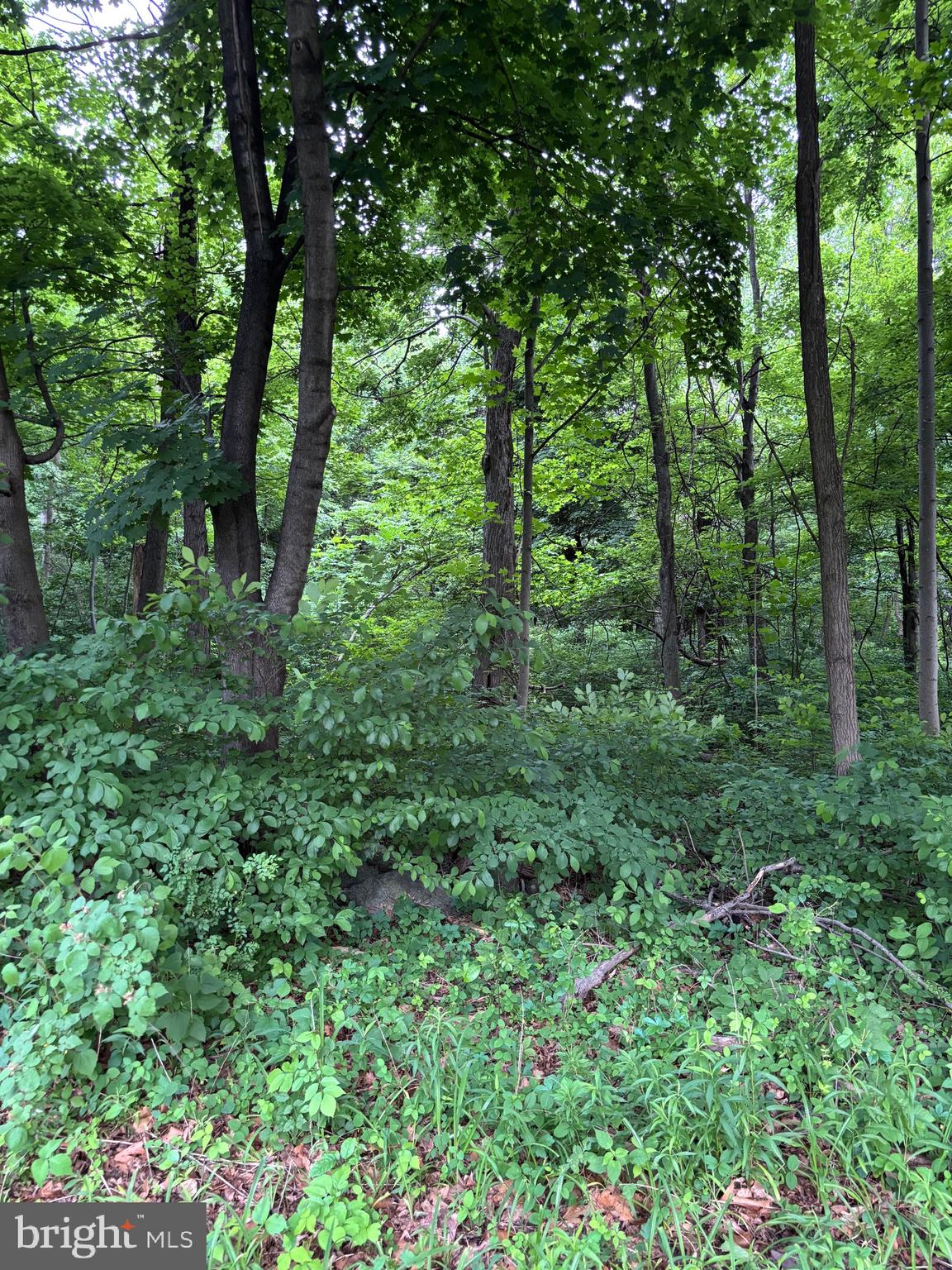 5706 Ridge Road Cascade, MD 21719 - Photo 2 of 7 Woods