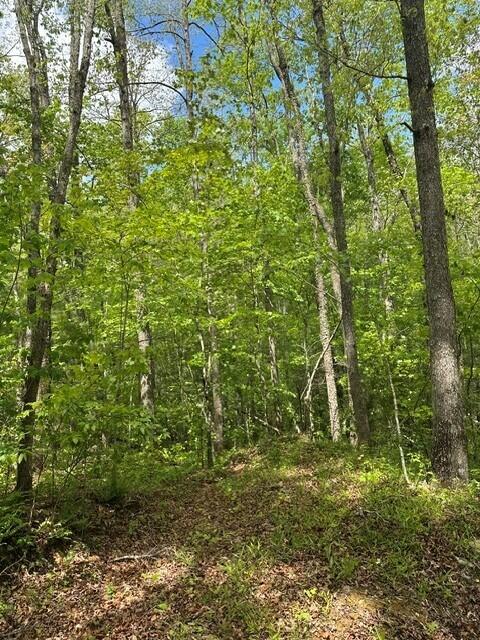 142 Cole Road Deer Lodge, TN 37726 - Photo 37 of 77 42