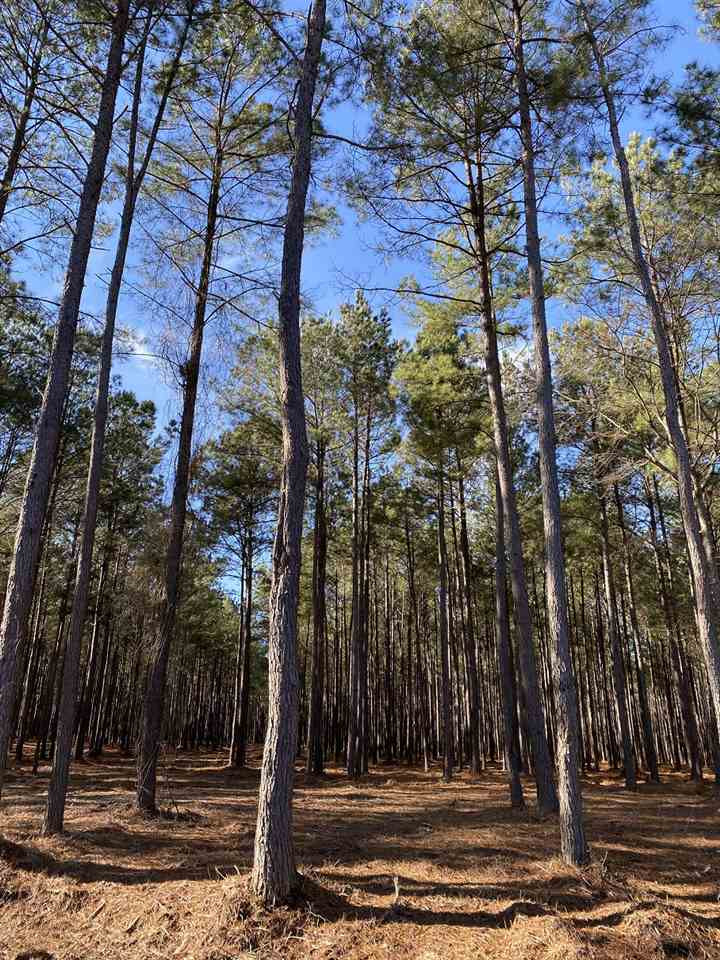 585 Stump Ridge Road, Unit 8 Brandon, MS 39047 - Photo 5 of 5 Photo 5