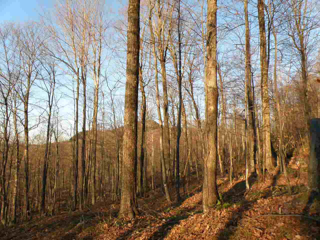 0 Happy Hollow Road Huntington, VT 05462 - Photo 8 of 8 Gallery Image 8