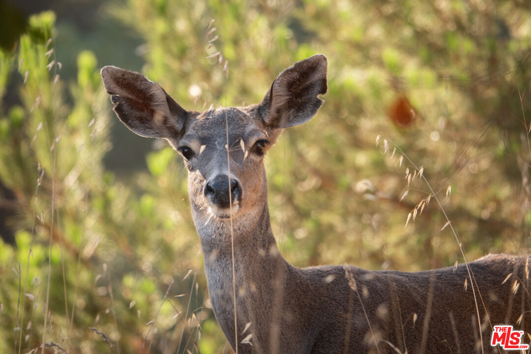 770 Limekiln Road Hollister, CA 95023 - Photo 21 of 39 a close up of a tree