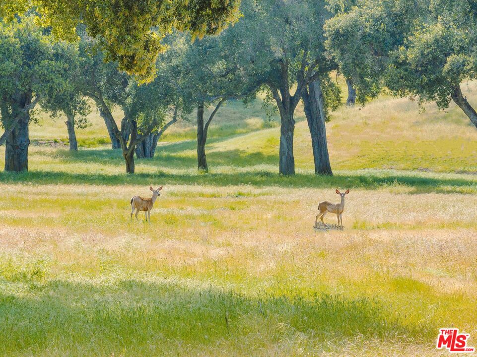 770 Limekiln Road Hollister, CA 95023 - Photo 22 of 39 a view of yard with swimming pool and trees