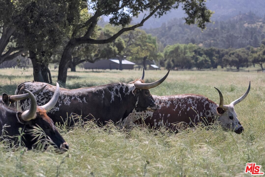 770 Limekiln Road Hollister, CA 95023 - Photo 27 of 39 a view of a backyard with table and chairs potted plants and a large tree