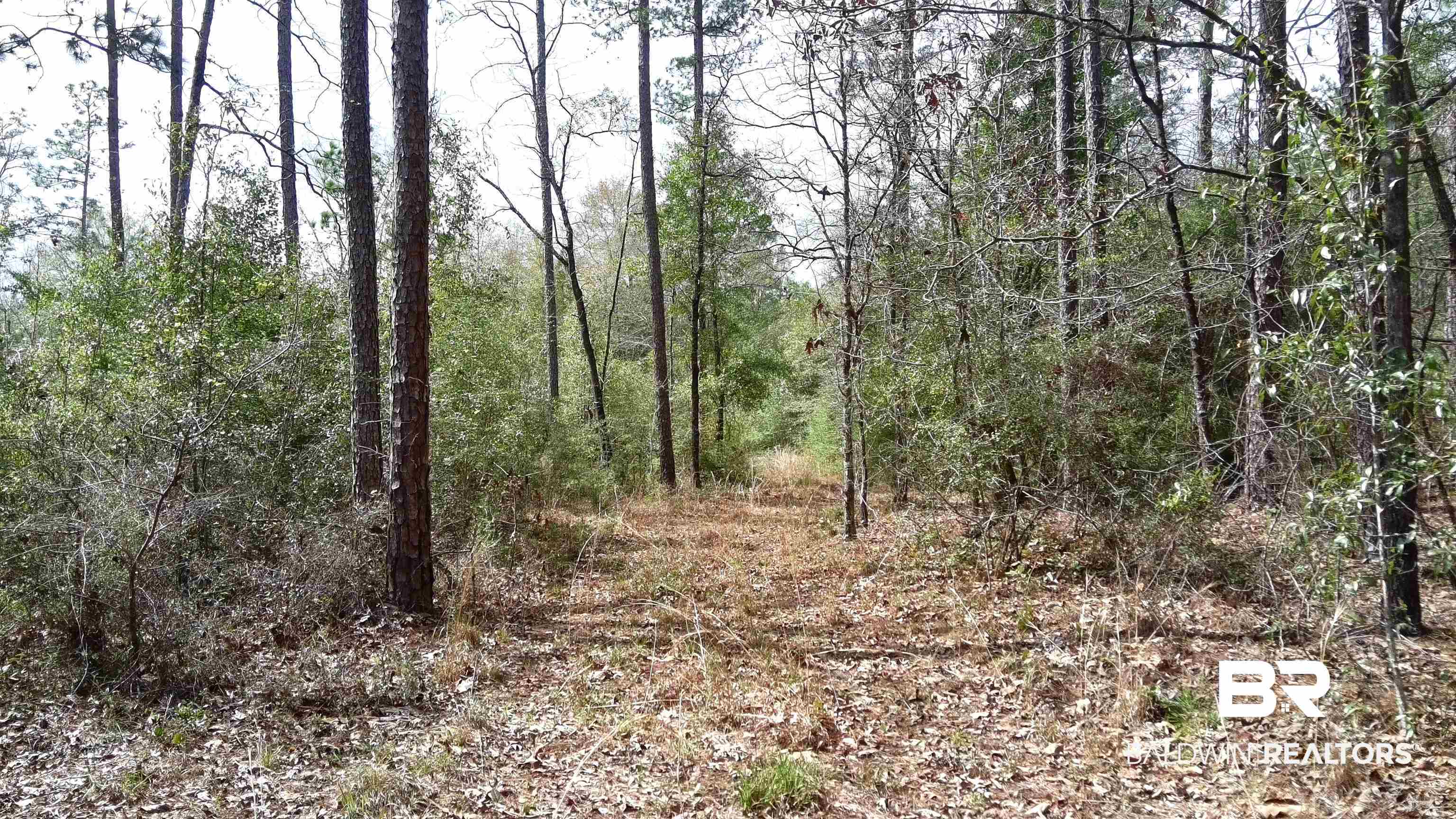 0 Paul Road Bay Minette, AL 36507 - Photo 15 of 19 Wooded Area