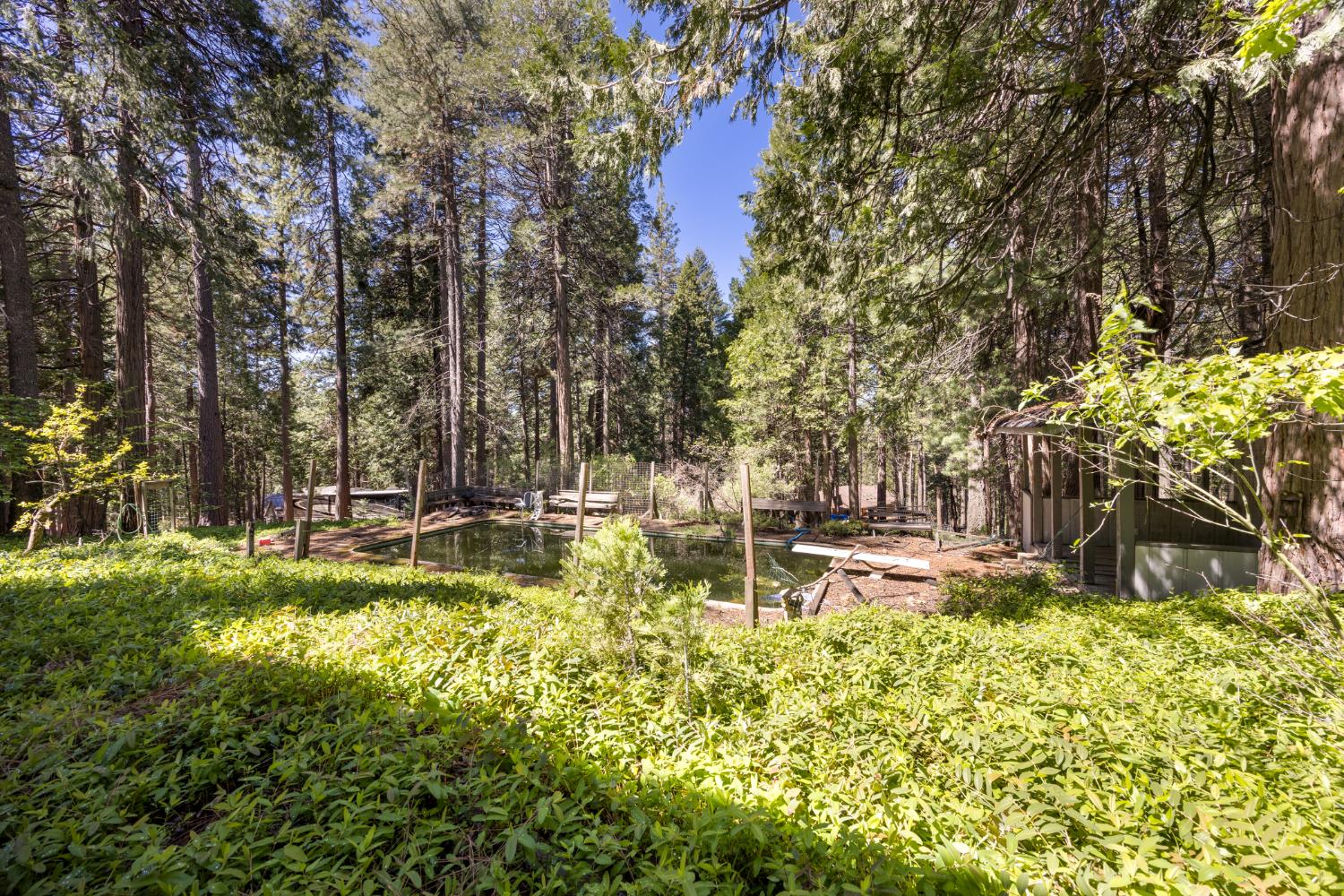 2070 King Of The Mountain Road Pollock Pines, CA 95726 - Photo 39 of 53 a view of a yard with swimming pool