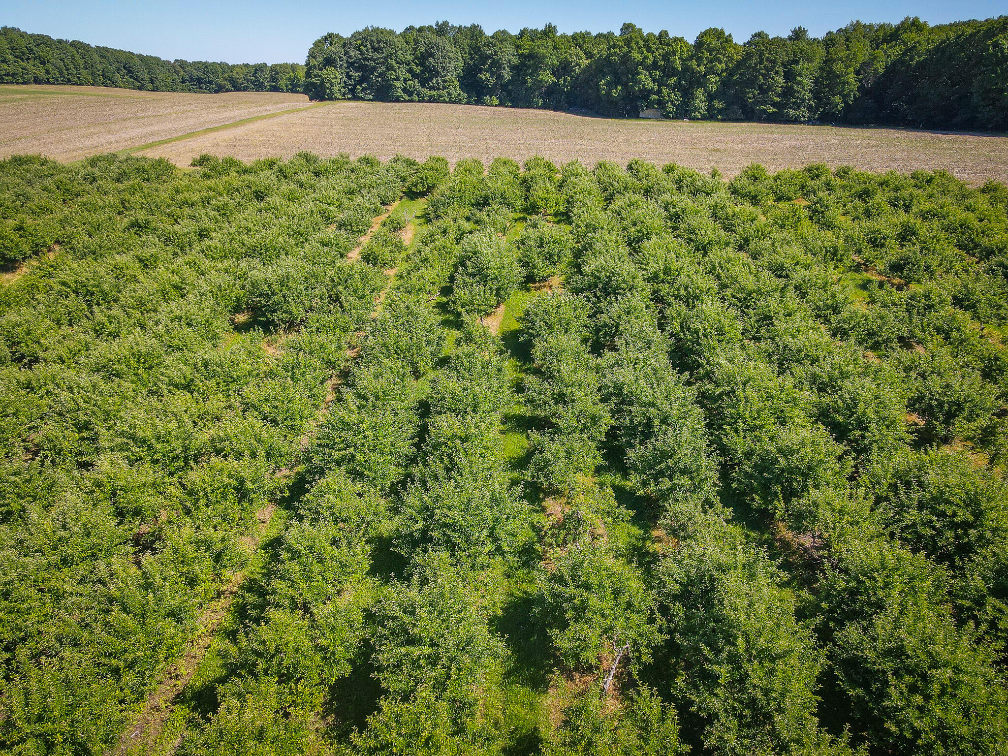 131.43 East Hazel Road Hart, MI 49420 - Photo 21 of 87 DJI_0434