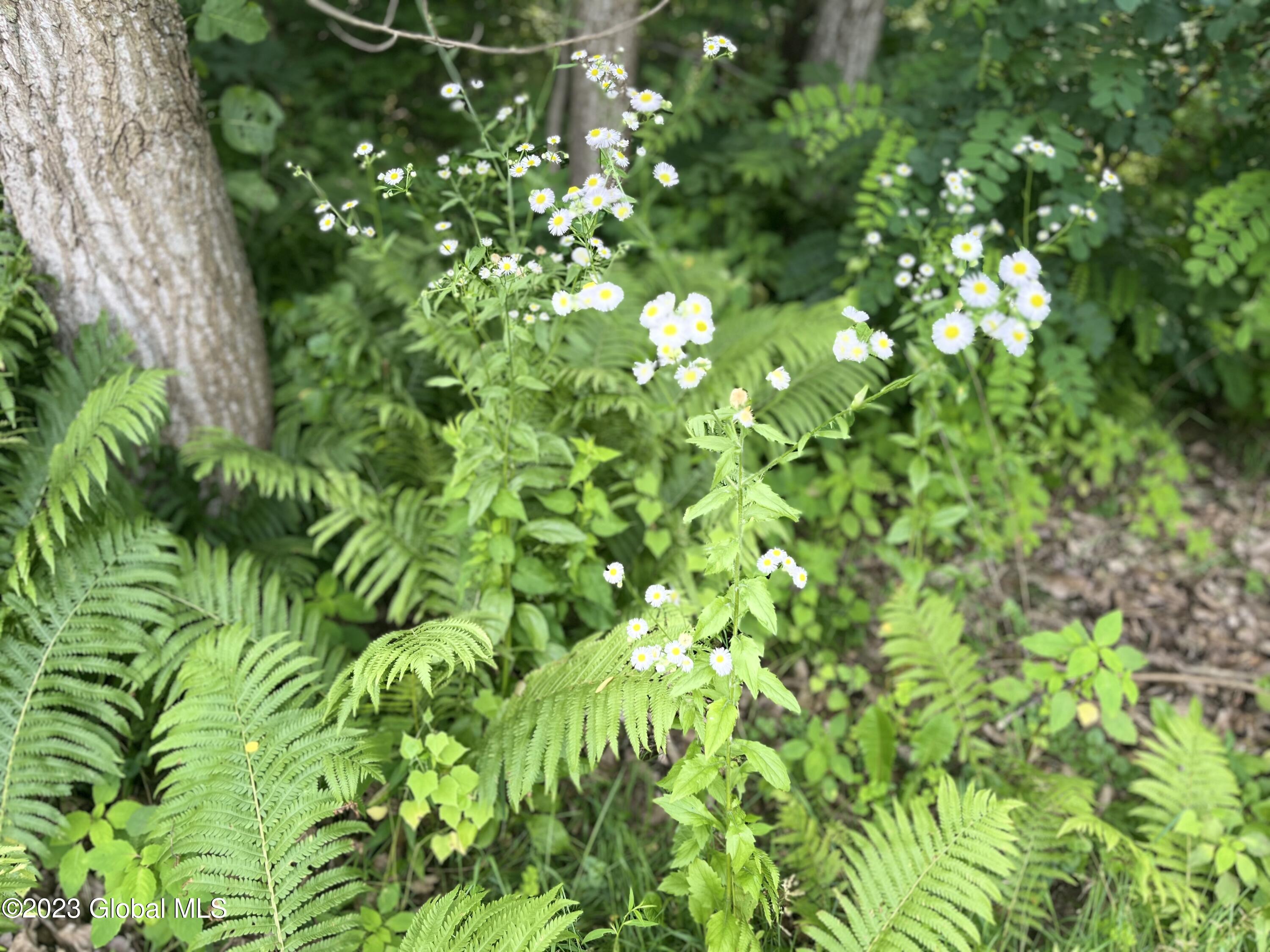 153 Cemetery Road Victory, NY 12884 - Photo 14 of 21 IMG_4799