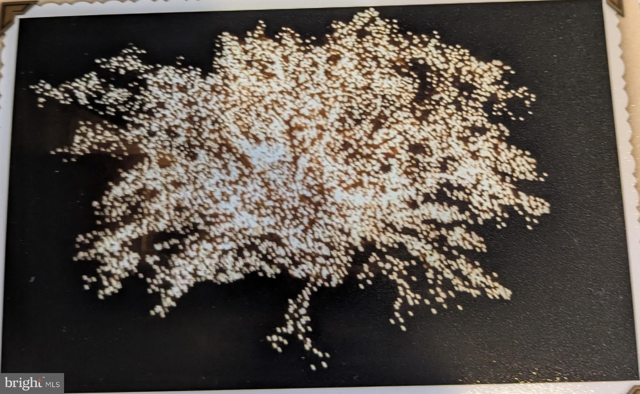 355 George Street Hanover, PA 17331 - Photo 43 of 44 a view of a flower