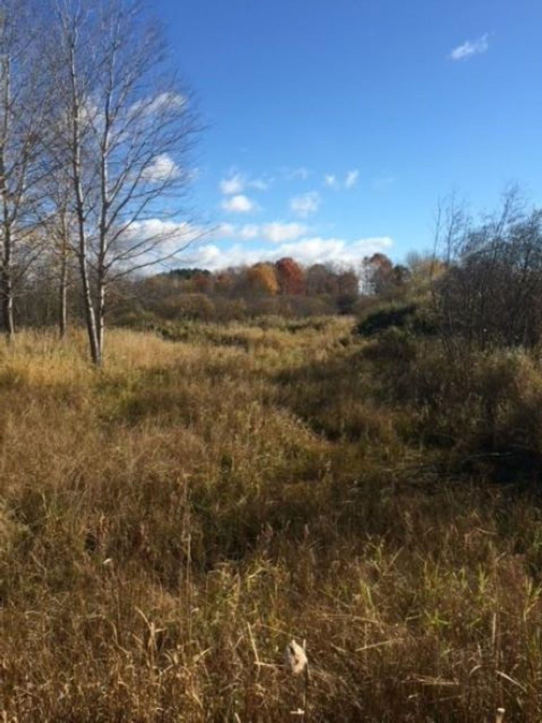 0 North Bowman Road Merritt, MI 49667 - Photo 8 of 24