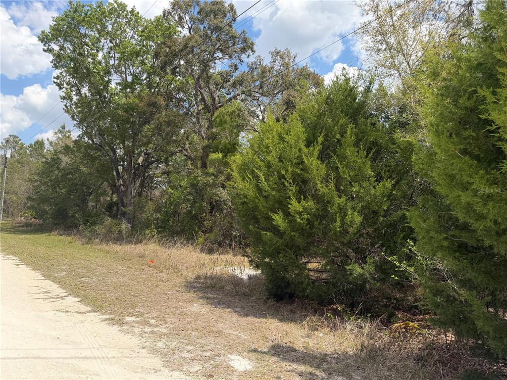 0 Bastian Court Weeki Wachee, FL 34613 - Photo 3 of 9 a view of a yard with a tree