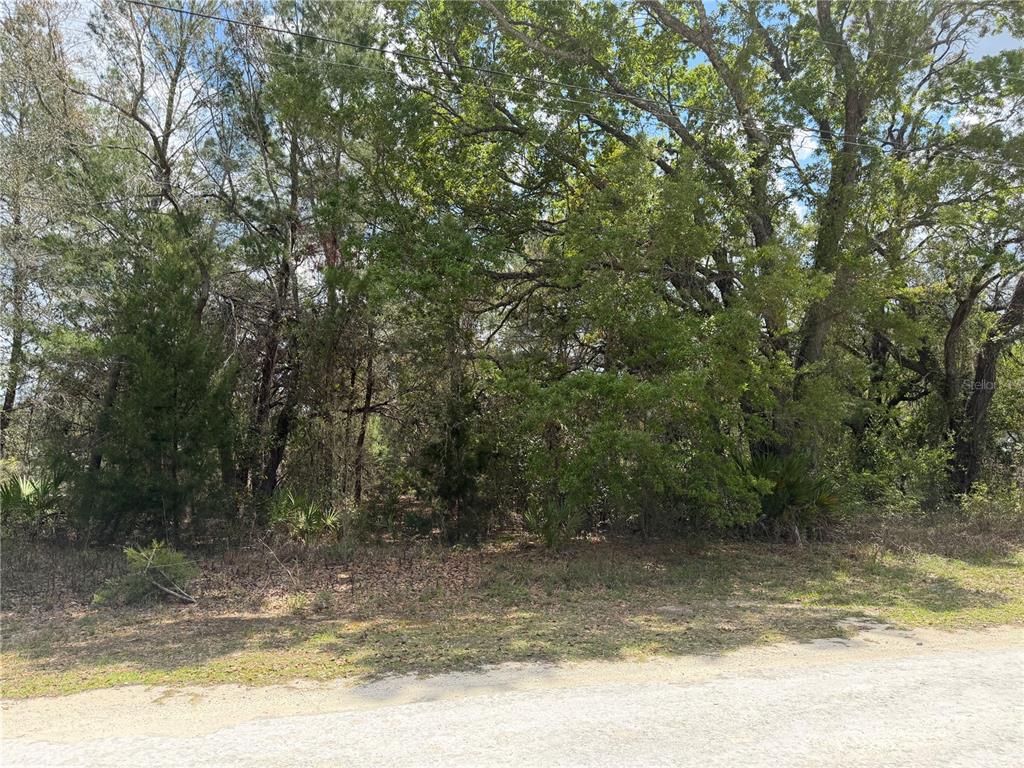 0 Bastian Court Weeki Wachee, FL 34613 - Photo 6 of 9 a view of a yard with a tree
