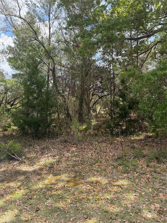 0 Bastian Court Weeki Wachee, FL 34613 - Photo 7 of 9 a view of a yard with a tree