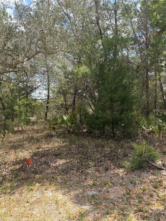 0 Bastian Court Weeki Wachee, FL 34613 - Photo 8 of 9 a view of a yard with trees