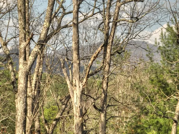 $3,300 | 250 Wolf Crk Mountain Road, Mineral Bluff, GA 30559