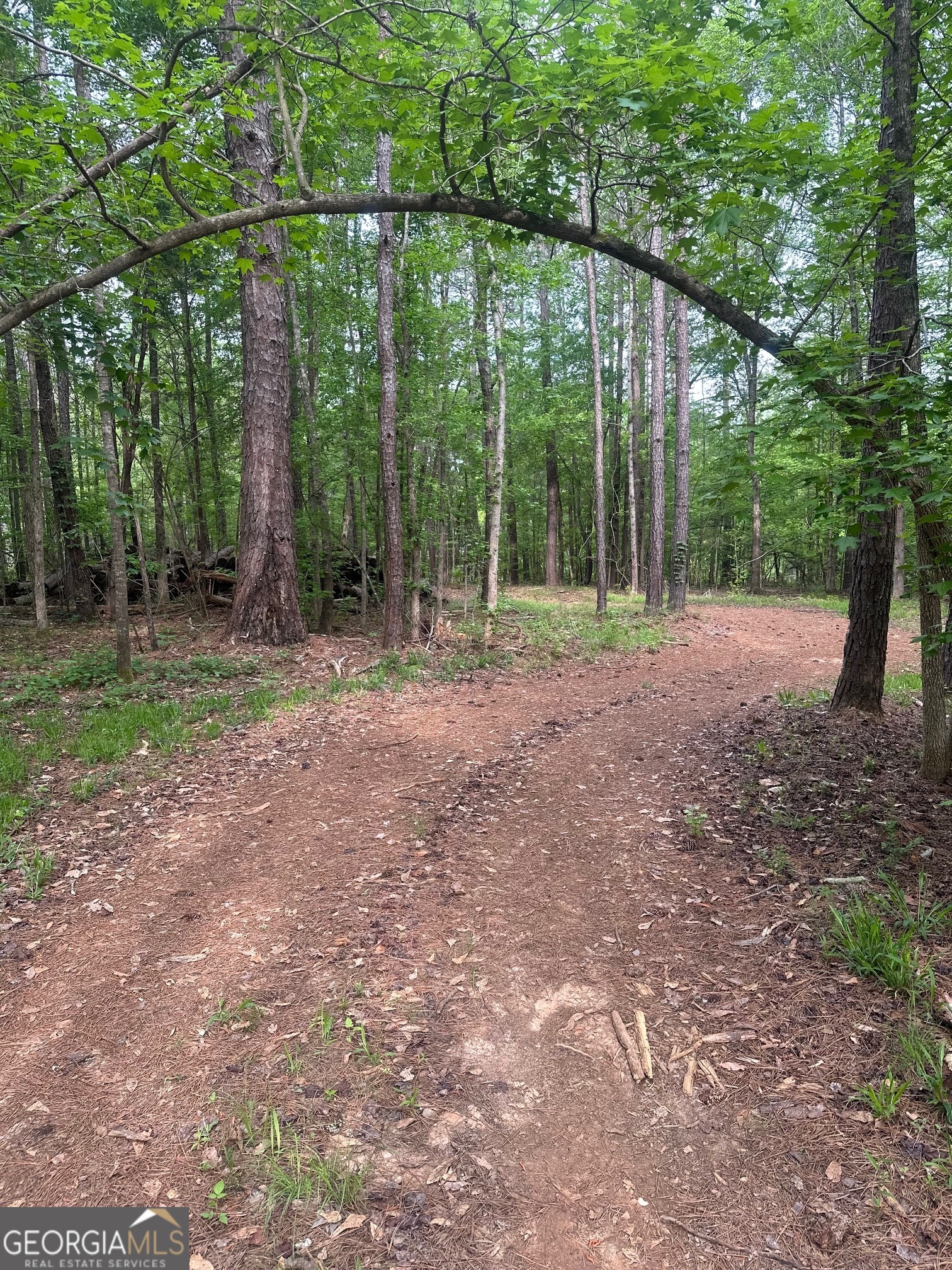 a view of a yard with a tree