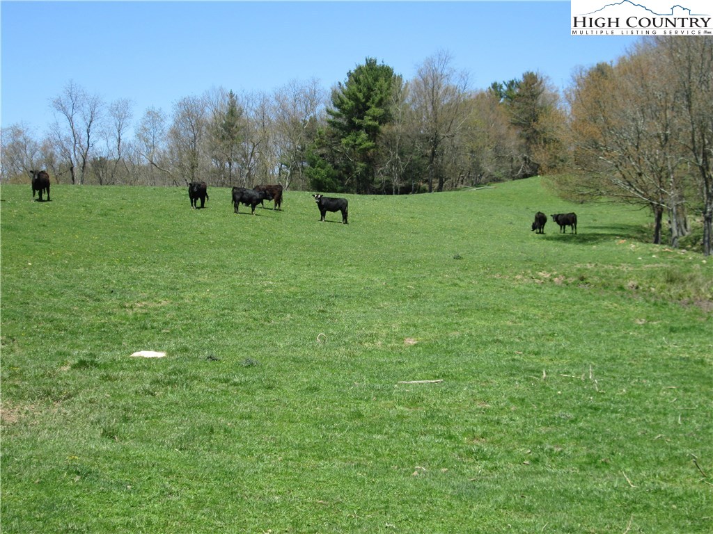 Vaughn Road Road Montgomery, NC 36117 - Photo 1 of 4