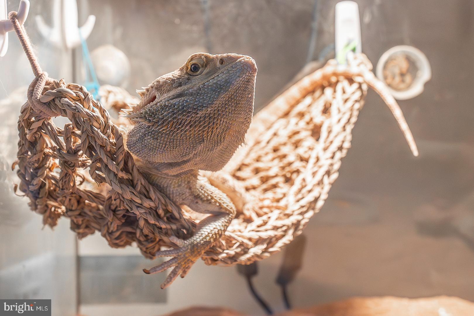274 Watch Hill Road Exton, PA 19341 - Photo 13 of 58 Kumo is resting in hammock in LRoom