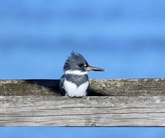 $395,000 | 4559 Smoak Road, Meggett, SC 29449