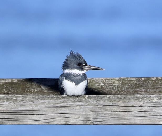 4559 Smoak Road Meggett, SC 29449 - Photo 16 of 31 abundant wildlife