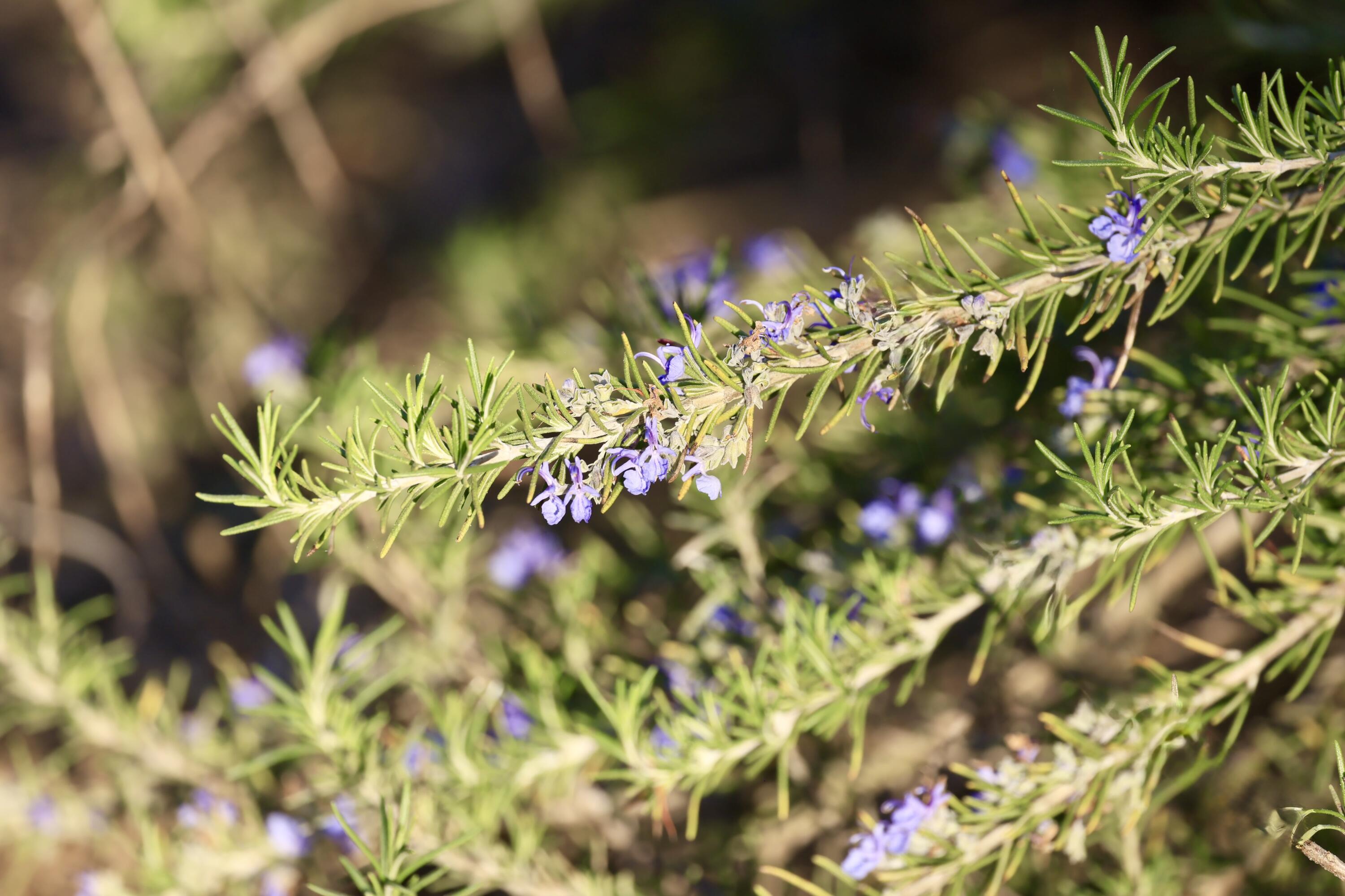 4559 Smoak Road Meggett, SC 29449 - Photo 20 of 31 mature garden
