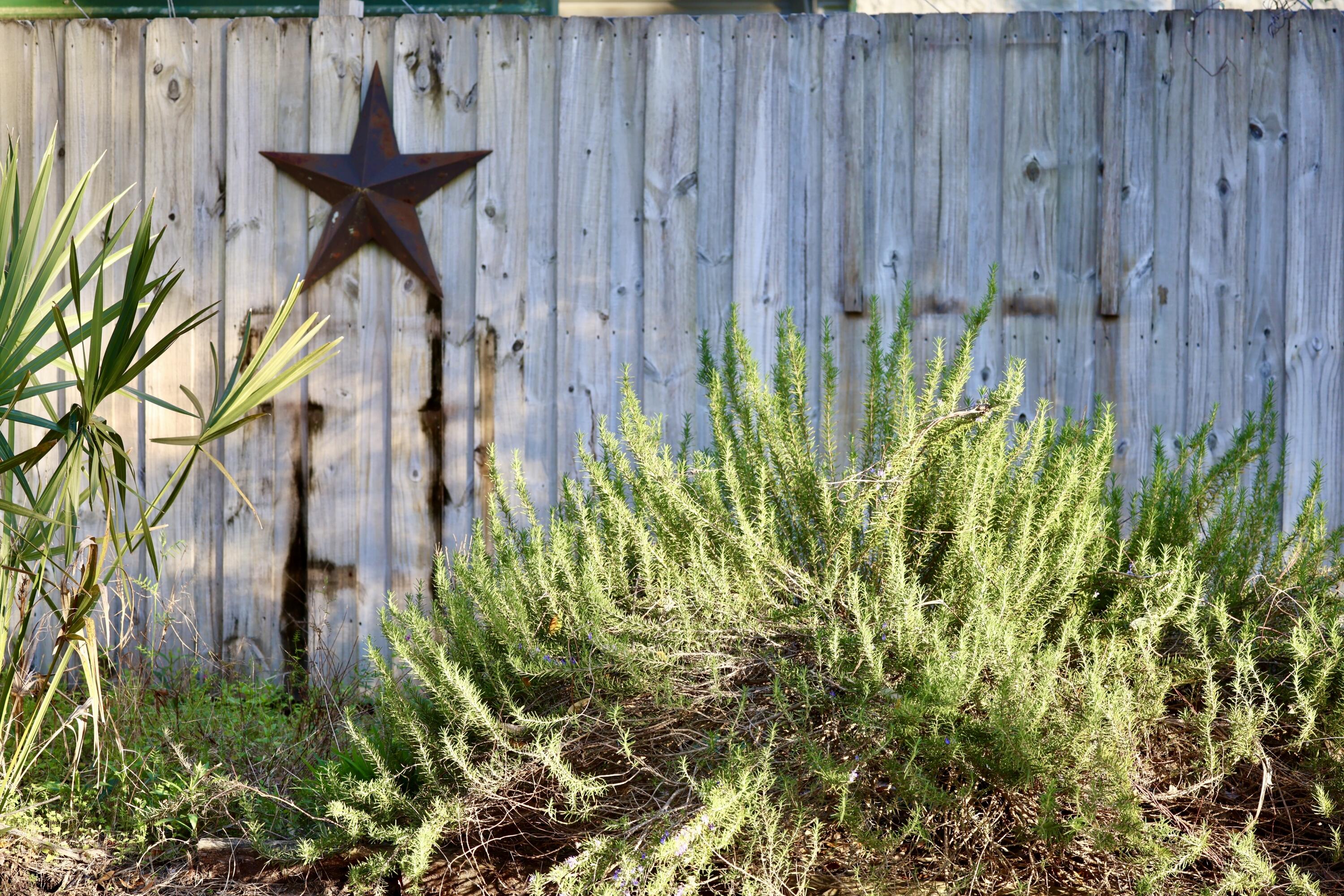 4559 Smoak Road Meggett, SC 29449 - Photo 22 of 31 Rosemary Bushes