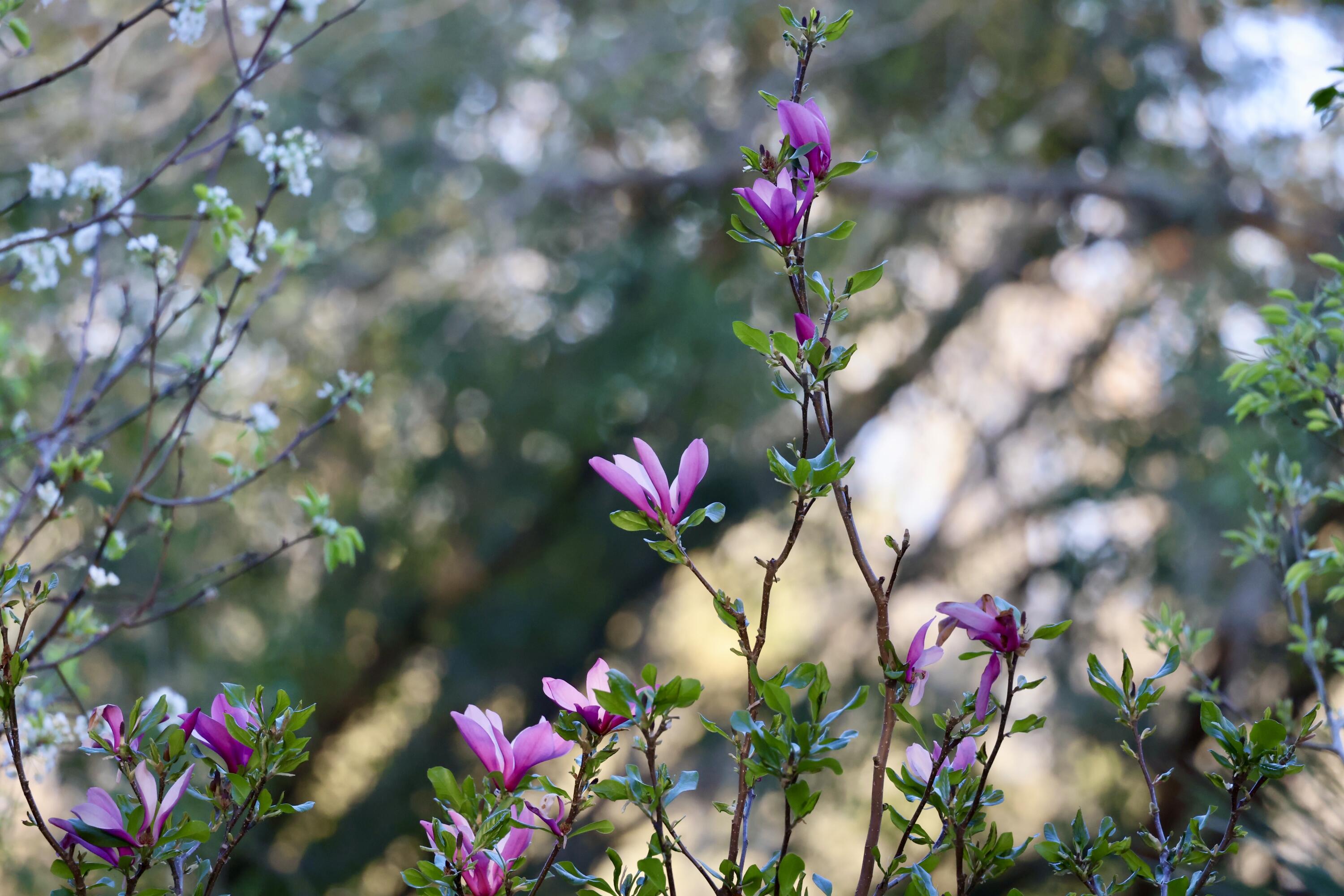 4559 Smoak Road Meggett, SC 29449 - Photo 24 of 31 466400C9-DA78-49A0-8455-B25F344FB9C3