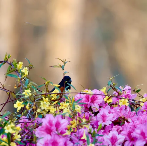 $395,000 | 4559 Smoak Road, Meggett, SC 29449