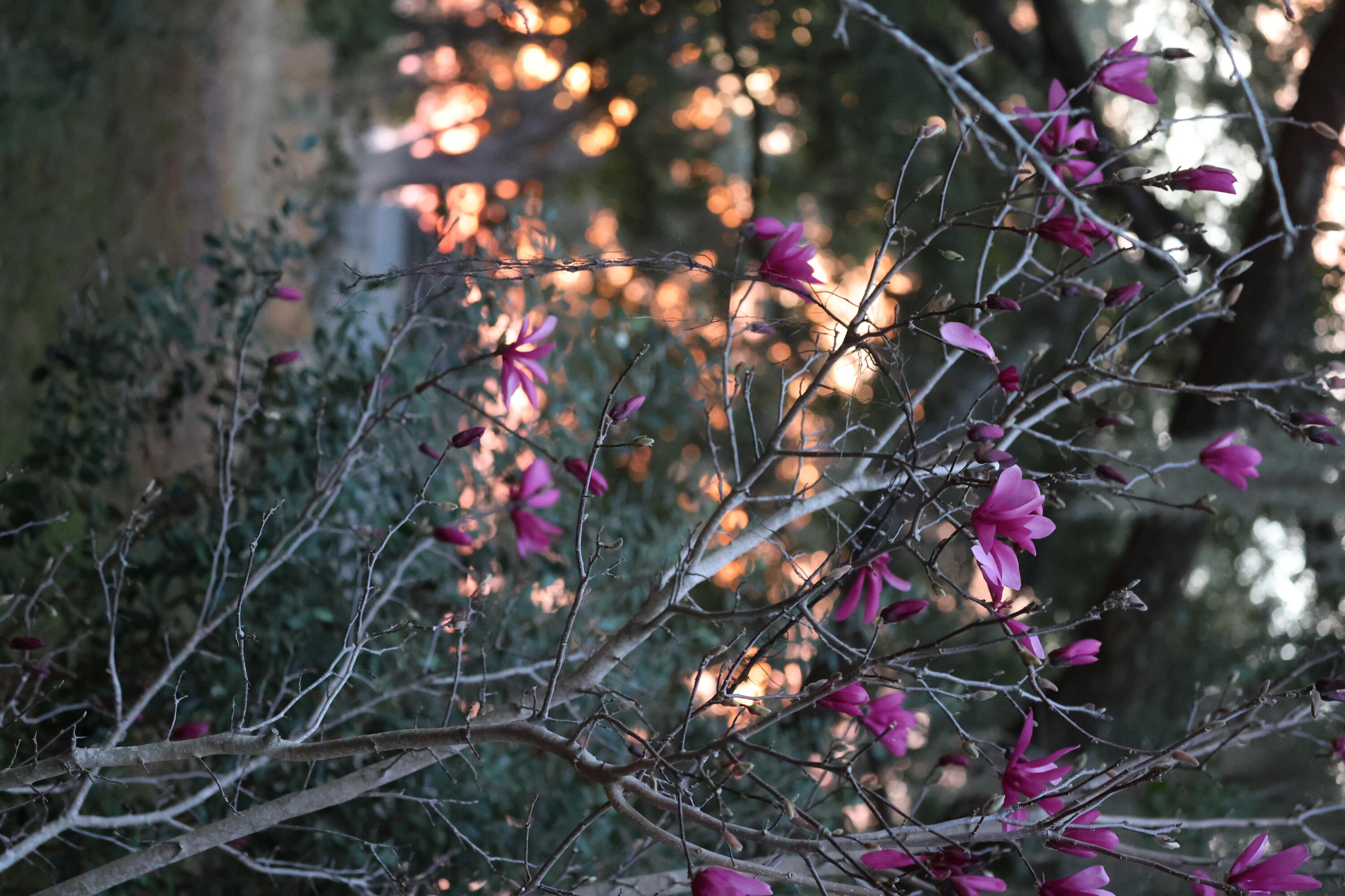 4559 Smoak Road Meggett, SC 29449 - Photo 26 of 31 4559 Smoak Rd