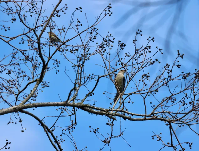 $395,000 | 4559 Smoak Road, Meggett, SC 29449