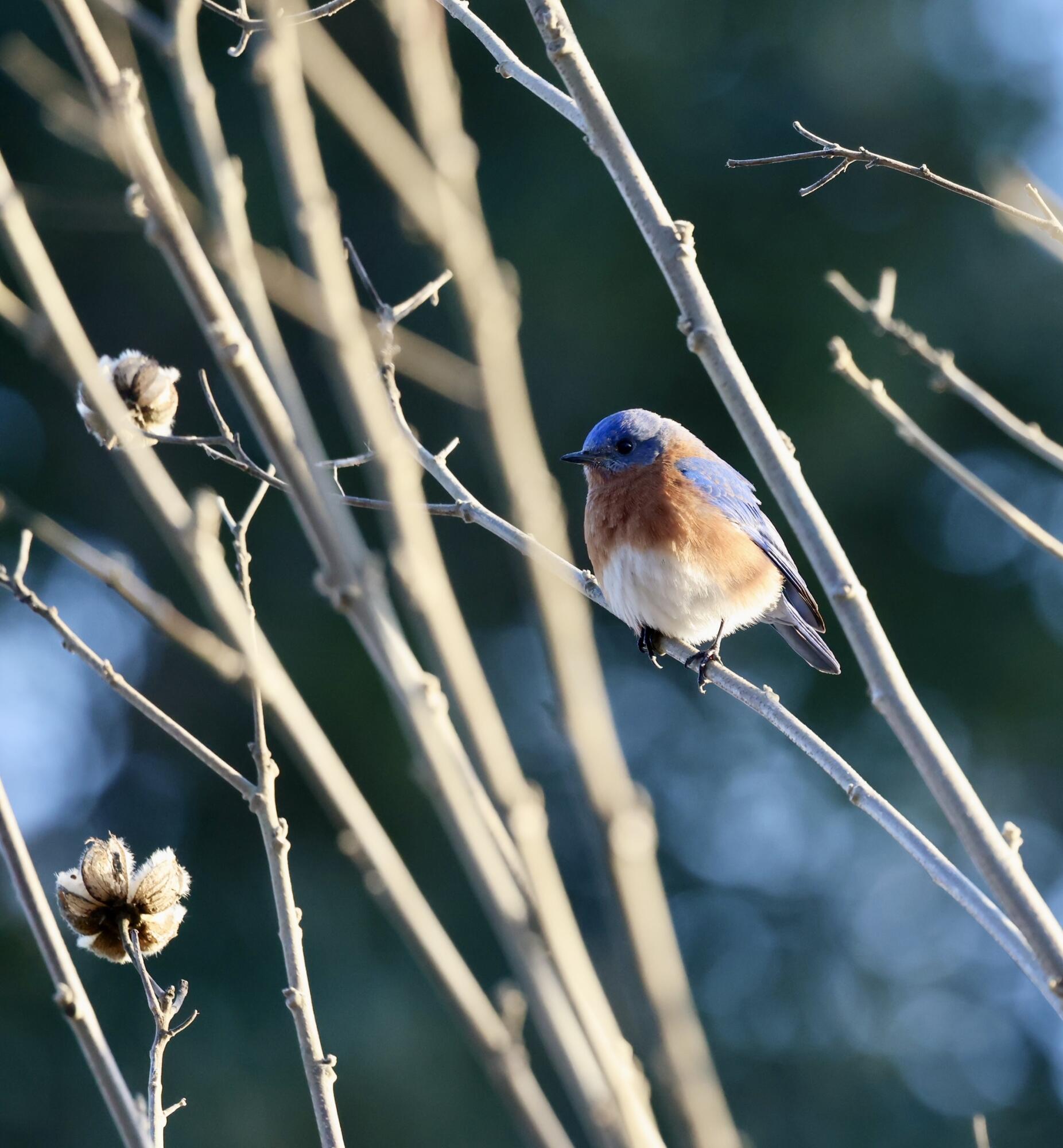 4559 Smoak Road Meggett, SC 29449 - Photo 28 of 31 Abundant birds