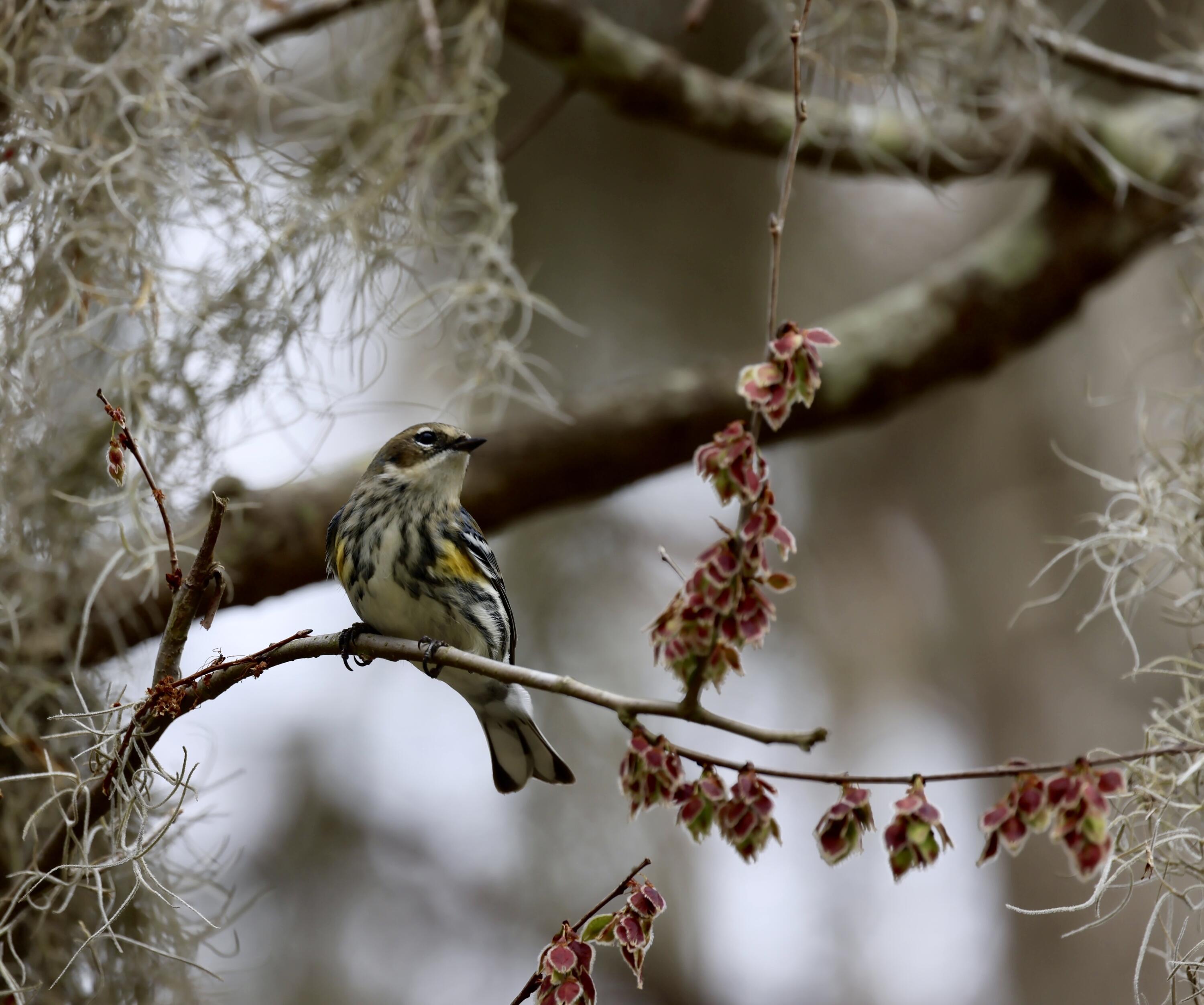 4559 Smoak Road Meggett, SC 29449 - Photo 9 of 31 Abundant Wildlife