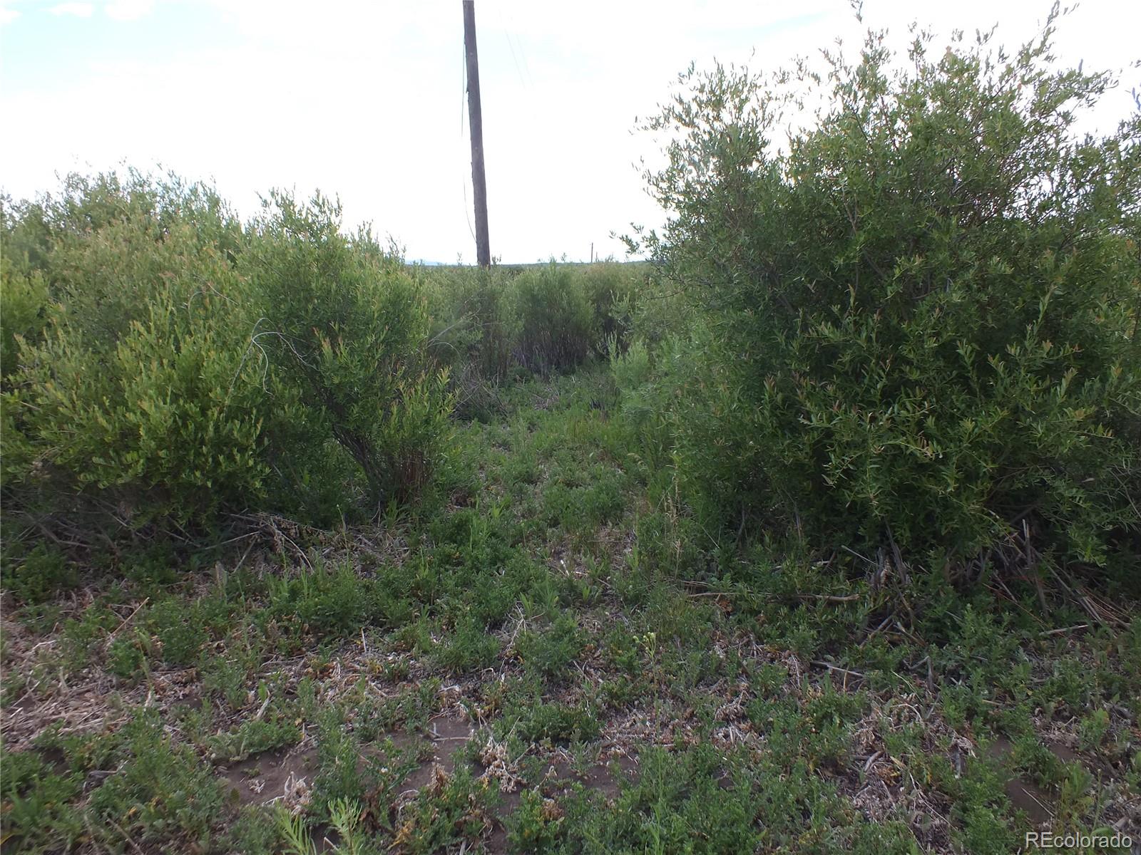 0 Casey Road Fort Garland, CO 81133 - Photo 3 of 11 a view of a forest with trees in the background