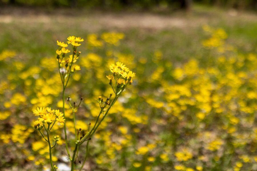 0 Deepwoods Road, Unit 4 Sewanee, TN 37375 - Photo 5 of 57 03-property-wildflowers-yellow
