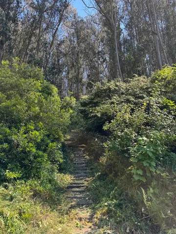 a view of a tree in a yard