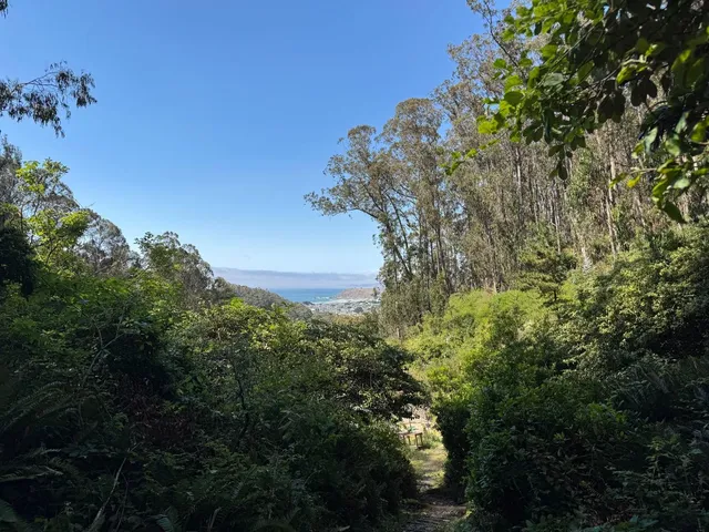 a view of a forest with plants and trees