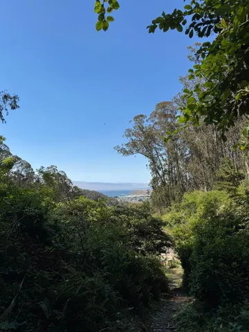 a view of a yard with plants and trees